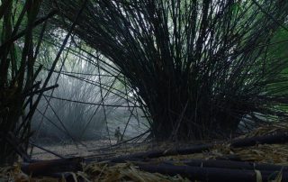 Bosques de bambues